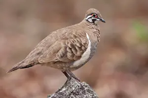 Geophaps: Squatter Pigeon