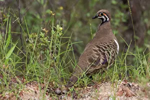 Geophaps: Squatter Pigeon