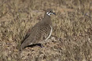 090818: Squatter Pigeon - Foraging near the airstrip - Chillagoe