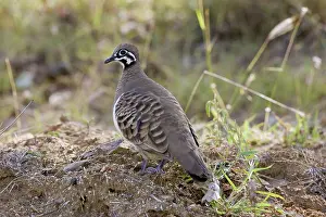 Geophaps: Squatter Pigeon (Geophaps scripta)