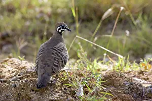 Geophaps: Squatter Pigeon (Geophaps scripta)