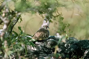 Alan Greensmith: Squatter Pigeon - at rest