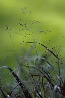 Virgatum: Squawswitchgrass