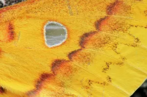 Silkmoth: Squeeking Silkmoth