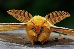 Silkmoth: Squeeking Silkmoth - antennae - male