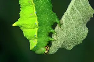 Silkmoth: Squeeking Silkmoth Caterpillar