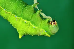 Silkmoth: Squeeking Silkmoth Caterpillar