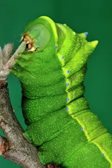 Qinling: Squeeking Silkmoth Caterpillar