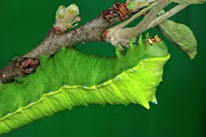 Silkmoth: Squeeking Silkmoth Caterpillar