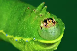 Silkmoth: Squeeking Silkmoth Caterpillar