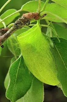 Coccoon: Squeeking Silkmoth cocoon