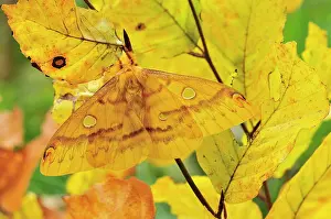 Feature Idea - Animal Camouflage: Squeeking Silkmoth - female - on yellow leaves