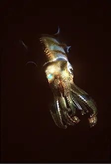 Valerie & Ron Taylor: SQUID