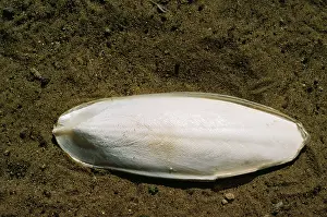 Cuttlefishes: SQUID / CUTTLEFISH SKELETON