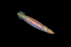 Squid: Squid