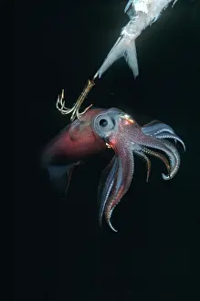 Hooks: Squid - on a jag hook. Ths photo was taken under