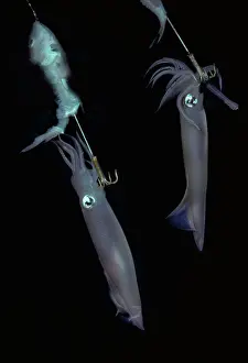 Hooks: Squid - on jag hooks