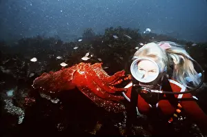 Molluscs: SQUID - with scuba diver