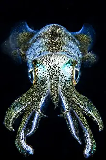 Myopsida: Squid (Sepioteuthis sp) at night, Moalboal, Philippines