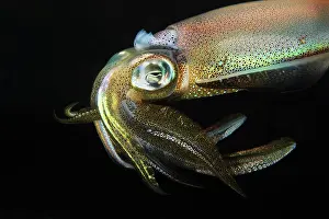 Molluscan: Squid