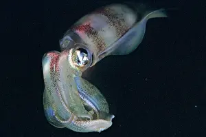 Lessoniana: Squid - ths photo was taken at night. Squid have
