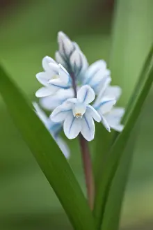 Iran: Squill
