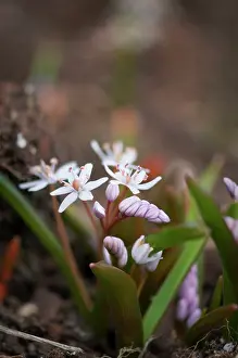 Twin: Squill