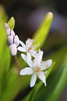 Twin: Squill