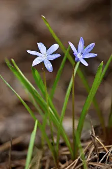 Scilla: Squill endemic Troodos Mountains, Cyprus