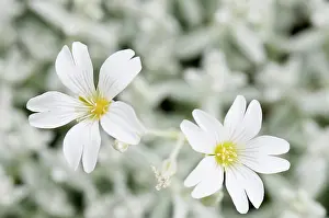 Cerastium: Squill, Rosy squill