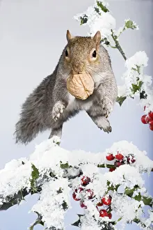 Bedfordshire: Squirell - jumping through snow covered holly