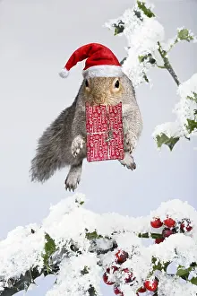Delivering: Squirell - jumping through snow covered holly