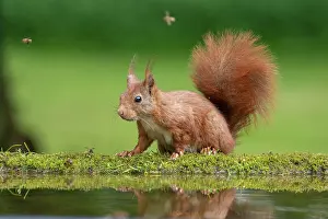 Thirst: Squirrel comes to drink at bird bath (Sciurus vulgaris)