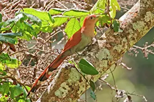Cayana: Squirrel Cuckoo