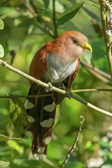 Tandayapa: Squirrel Cuckoo