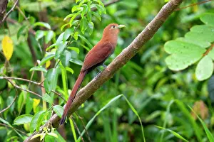 Jim Zipp: Squirrel Cuckoo, Piaya cayana