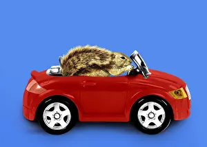 090818: Squirrel, driving car