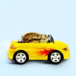 Flames: Squirrel, driving car with flames down the side