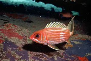 Carribean: SQUIRREL FISH