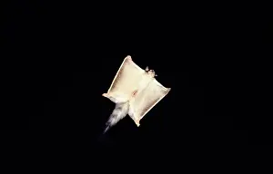 Petaurus: Squirrel Glider - gliding at night, showing Marsupial