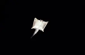 Petaurus: SQUIRREL GLIDER - at night