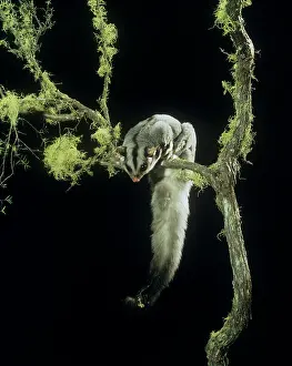 Petaurus: Squirrel Glider - perched on branch, showing underside