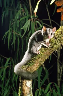Petaurus: Squirrel Glider - rare marsupial of forests