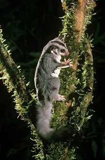 Petaurus: Squirrel Glider - rare marsupial of woodlands and forests