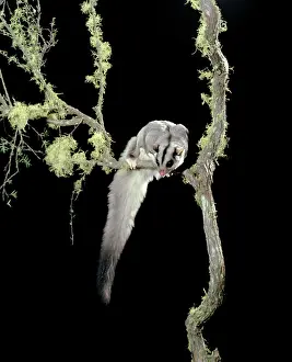 Petaurus: Squirrel Glider - In tree