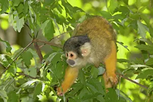 Sciureus: Squirrel Monkey