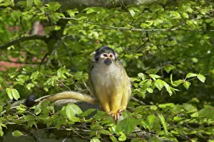 Sciureus: Squirrel Monkey