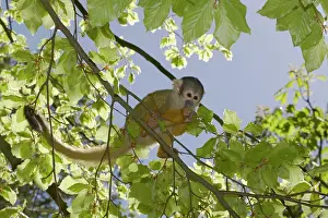 Sciureus: Squirrel Monkey