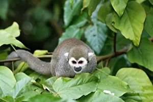 Sciureus: Squirrel Monkey