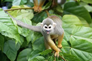 Sciureus: Squirrel Monkey